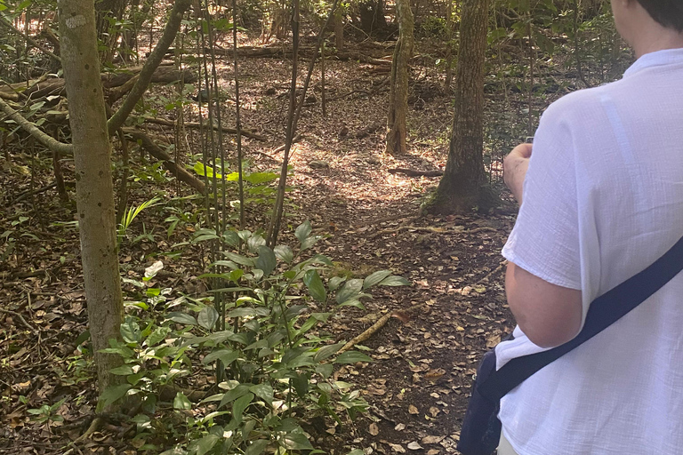 Bacalar: Calakmul Ruins Day Trip with a Stop In The Jungle