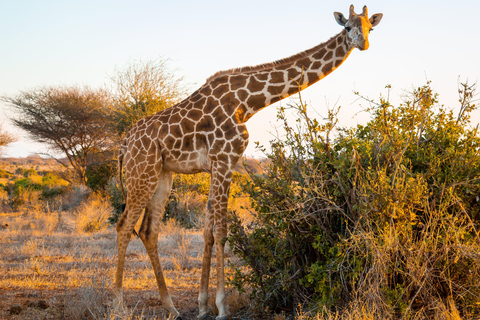 From Diani Beach or Mombasa: 2-Day Tsavo East Safari