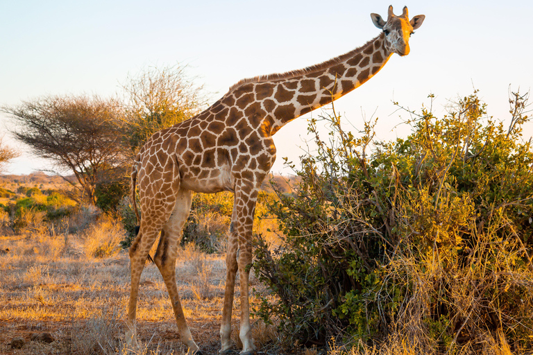 From Diani Beach or Mombasa: 2-Day Tsavo East Safari