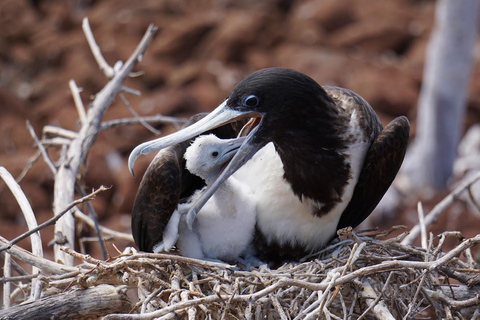 Excursión de 4 días por tierra a GalápagosExcursión de 4 días a Galápagos Tierra