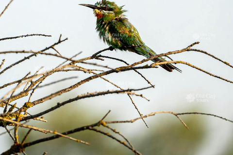 Shirvan Eco-Tour: Gazelles, Birdwatching & Village Lunch Private tour