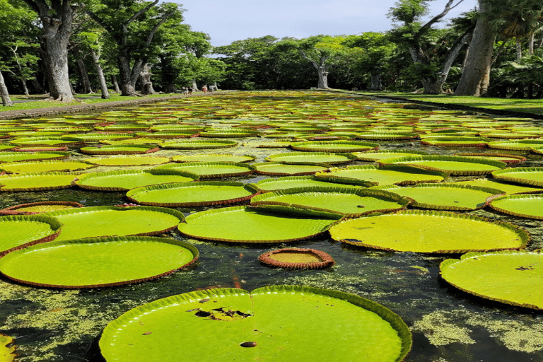 Excursión por el norte de Mauricio incl. Port Louis y Jardín Botánico