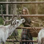Helsinki: dare da mangiare alle renne e tradizioni dei Sami + foto
