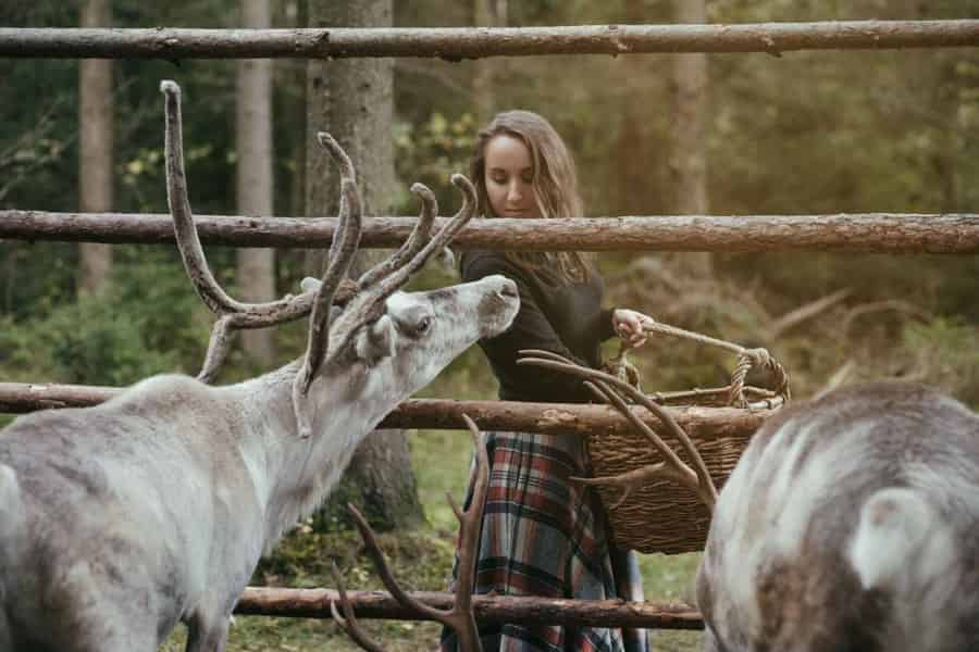 Helsinki: Rentierfütterung und Traditionen der Sámi + Fotos. Foto: GetYourGuide