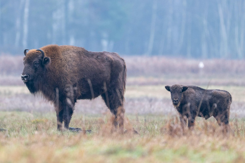 Bucharest: Bison Reserve and Mogoșoaia Palace Small Group