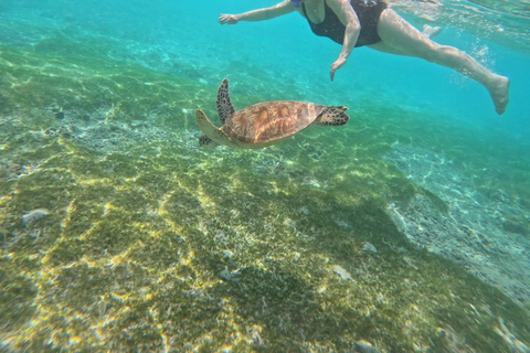 Gili island Snorkelling by private glass bottom boat