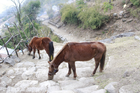 Pokhara: 4 Day Poon Hill Trek with 3 Day National Park Tour