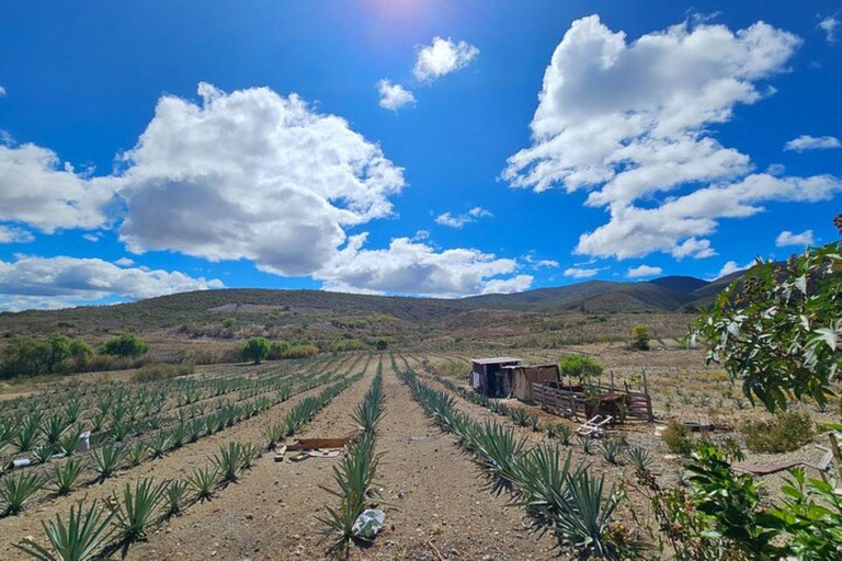 Oaxaca: Private Lunch in Maguey Fields with Mezcal Tasting