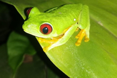 Manuel Antonio Night Jungle TourPrivate Tour