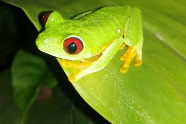 Manuel Antonio Night Jungle Tour Private Tour