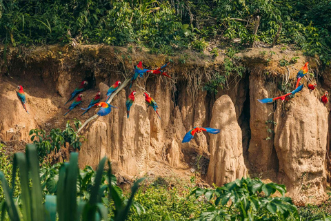 Puerto Maldonado: Chuncho Macaw LerslickningsrundaPuerto Maldonado: Chuncho Macaw lerslickningsrunda