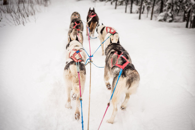 Fairbanks, AK: Halbtagestour &quot;Fahr dein eigenes Hundeteam&quot; Tour