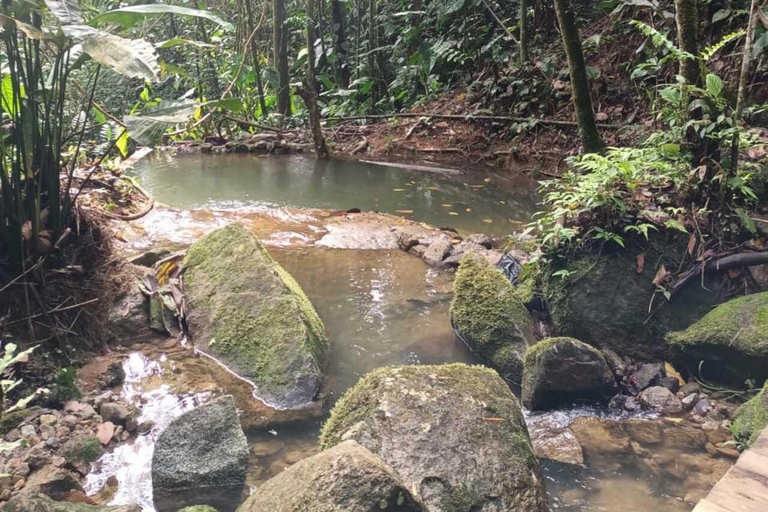 Osservazione degli uccelli TUTTO incluso - Da Medellín