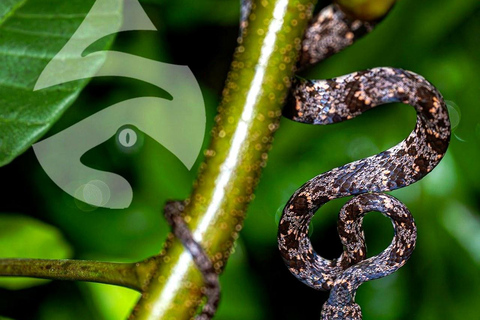 Puntarenas: Rainmaker Park Guided Tour with Lunch