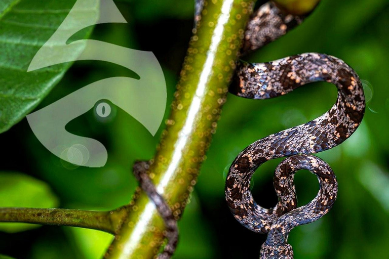 Puntarenas: Rainmaker Park Guided Tour with Lunch