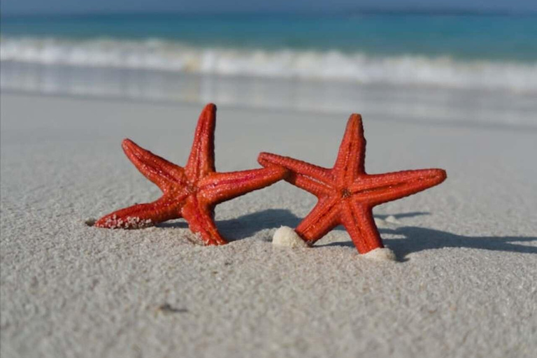 ZANZIBAR: Atemberaubende natürliche Lagune und Seestern-TourZANZIBAR: Wunderschöne natürliche Lagune und Seestern-Tour