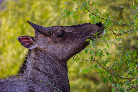 Jaipur to Agra: Ranthambore Safari with One-Way Transfer 3-Star Hotel with 2 Meals, Car, Driver, Guide, and 1 Safari