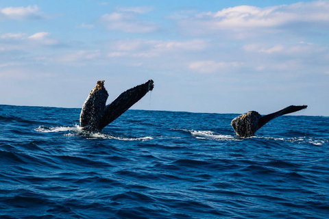 Mirissa: Blue Whale & Dolphin Watching Adventure with food WITH Entry Ticket (Tour Entry Ticket INCLUDED)