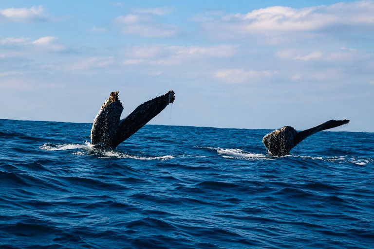 Mirissa: Blue Whale & Dolphin Watching Adventure with food WITH Entry Ticket (Tour Entry Ticket INCLUDED)