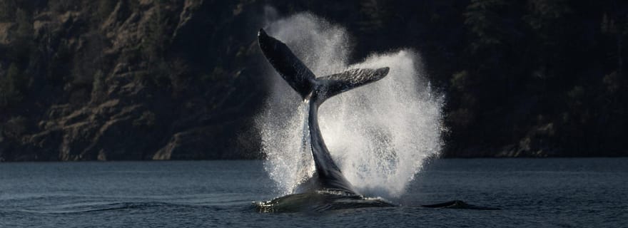 Campbell River : Croisière de découverte des baleines et de la faune