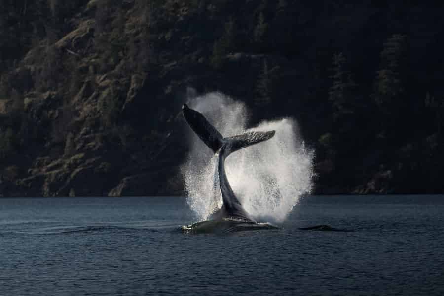 Campbell River: Wal- und Wildtier-Entdeckungsreise. Foto: GetYourGuide