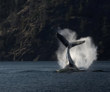 Campbell River: Whale & Wildlife Discovery Cruise
