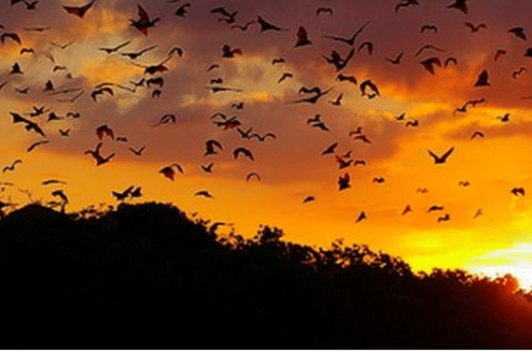 Labuan Bajo Sunset Trip – Explore 3 Destinations