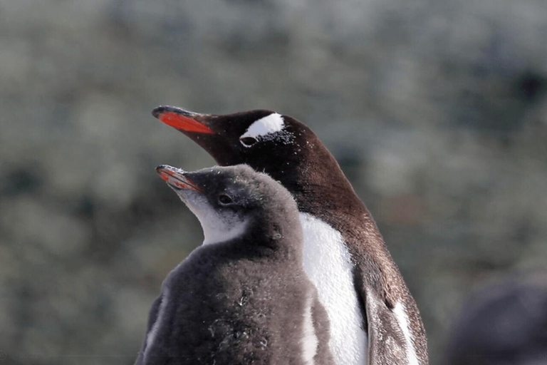 Ushuaia: Adventure and Fueguina Fauna with Animal Encounter of Your Choice Ushuaia: Adventure and Fueguina Fauna with Animal Encounter - Huskie Walk-