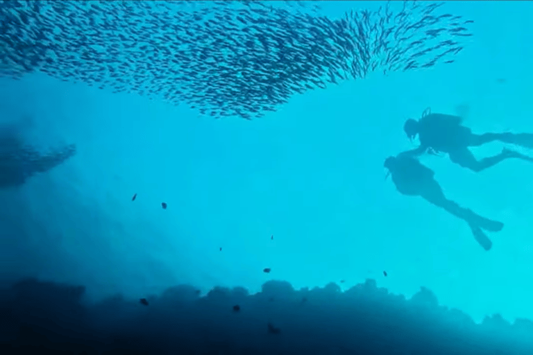 Moalboal : Scuba Diving Sardine Run and Turtle Chasing Scuba Diving: Sardine Run, Turtle Chasing &Pescador Island