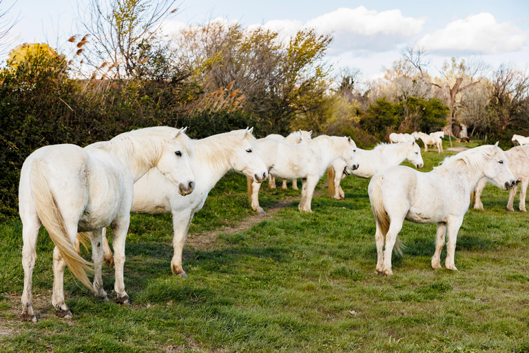 Aigues-Mortes 3H: Discover the secret Camargue in a 4x4 Full-Day