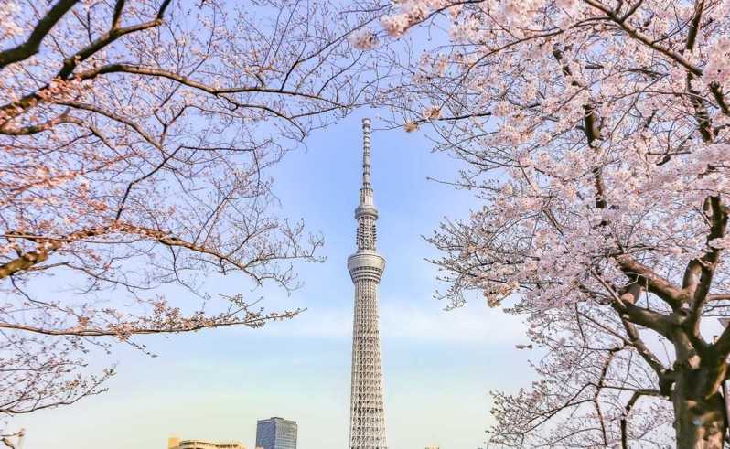 Tokyo: Full-Day Cherry Blossom Sightseeing Tour