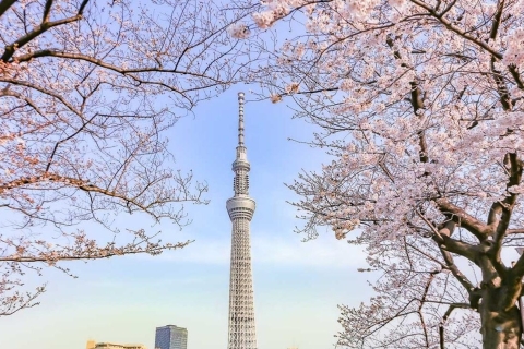 Las mejores ciudades del mundo para admirar el cerezo en flor 