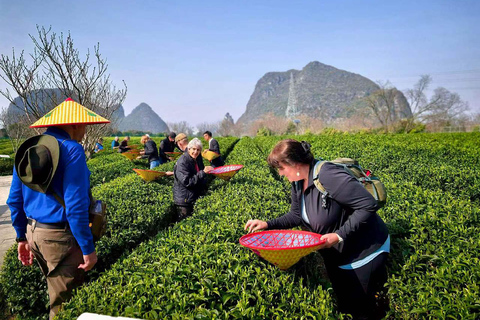 Yangshuo: Tea Picking & Chinese Fan Painting Experience English-Speaking Guide Included