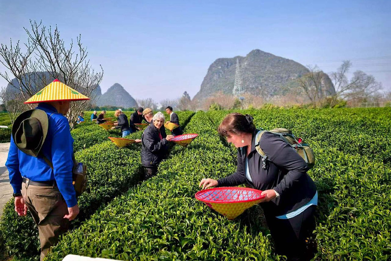 Yangshuo: Tea Picking & Chinese Fan Painting Experience English-Speaking Guide Included