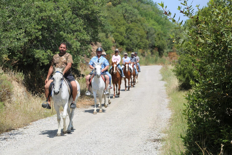 Bodrum: Horseback Riding Adventure with Hotel Pickup 2-Hour Forest & Beach Horse Riding with Transfers