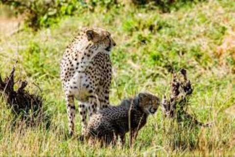Nairobi nationalpark: Game Drive på morgonen eller eftermiddagen