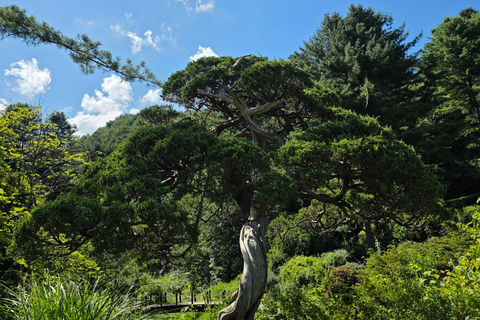 From Seoul: Garden of Morning Calm Day Tour by train