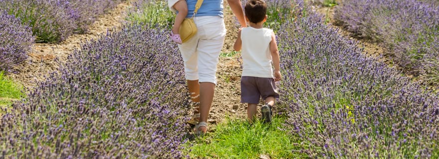Les Collines de Besplas : Visite des champs de lavande et distillation