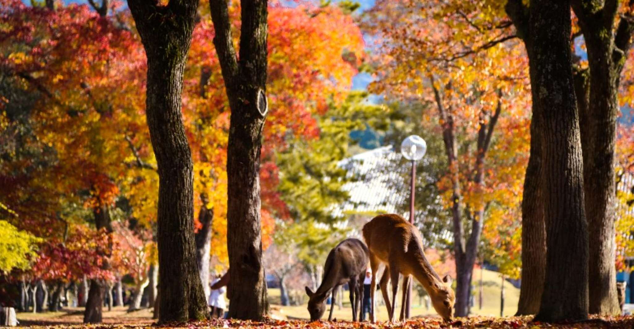 From Osaka/Kyoto: Kinkakuji, Arashiyama, FushimiInari, Nara photo 7