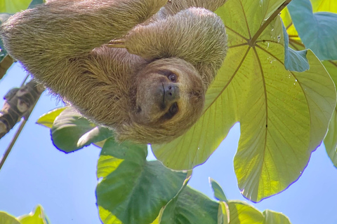 Manuel Antonio Park: Wandeltour met gids en naturalistPrivétour