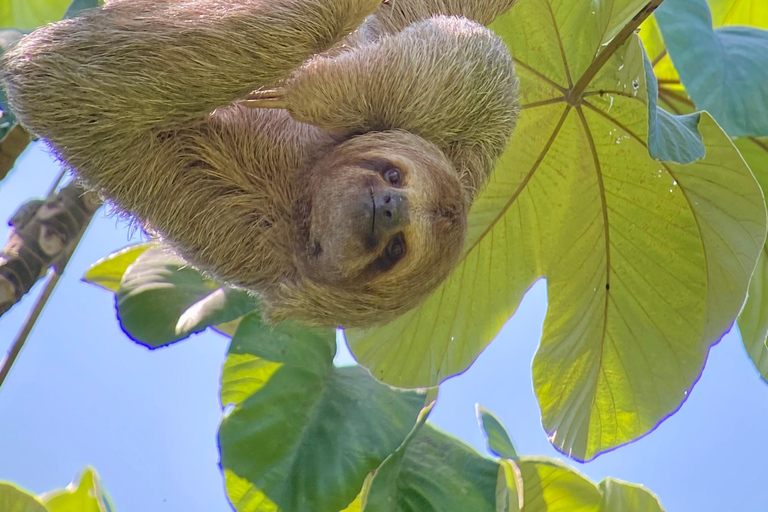 Manuel Antonio Park: Guided Walking Tour with a Naturalist Private Tour