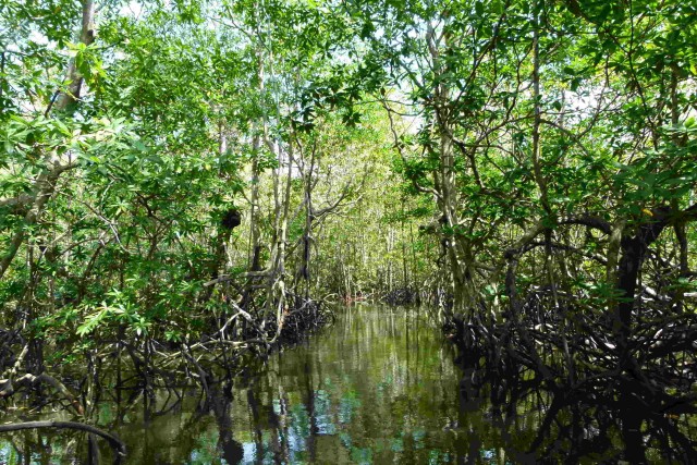 Visit Costa Rica Mangrove Tour Terraba National Wetlands - Uvita in Uvita, Costa Rica