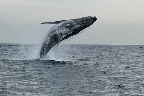 The Rio´s Ultimate Whale Whatching Experience THE RIO´S ULTIMATE WHALE WHATCHING