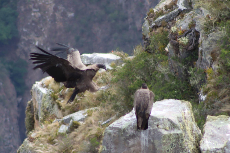 Cusco: Majestic Flight of the Condor in Chonta - Apurímac Canyon. CUSCO: Flight of the condors in Chonta, with lunch and admission