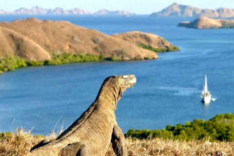 Da Bali: Tour dell&#039;Isola di Komodo di 2 giorni e 1 notte con volo