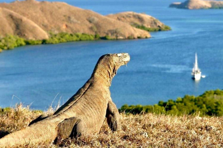 Da Bali: Tour dell&#039;Isola di Komodo di 2 giorni e 1 notte con volo