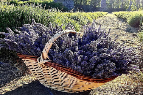 Bariloche: Lavender Farm Guided Tour with Tea Service