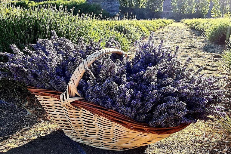 Bariloche: Lavender Farm Guided Tour with Tea Service