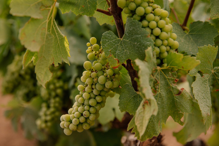 Barcelona: Private Priorat Wine Tour + 3-course Pairing Meal