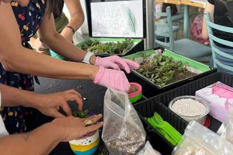 Create your succulent terrarium in the city of San José Create your succulent terrarium in San Jose